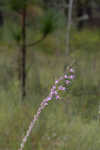Fewflower blazing star